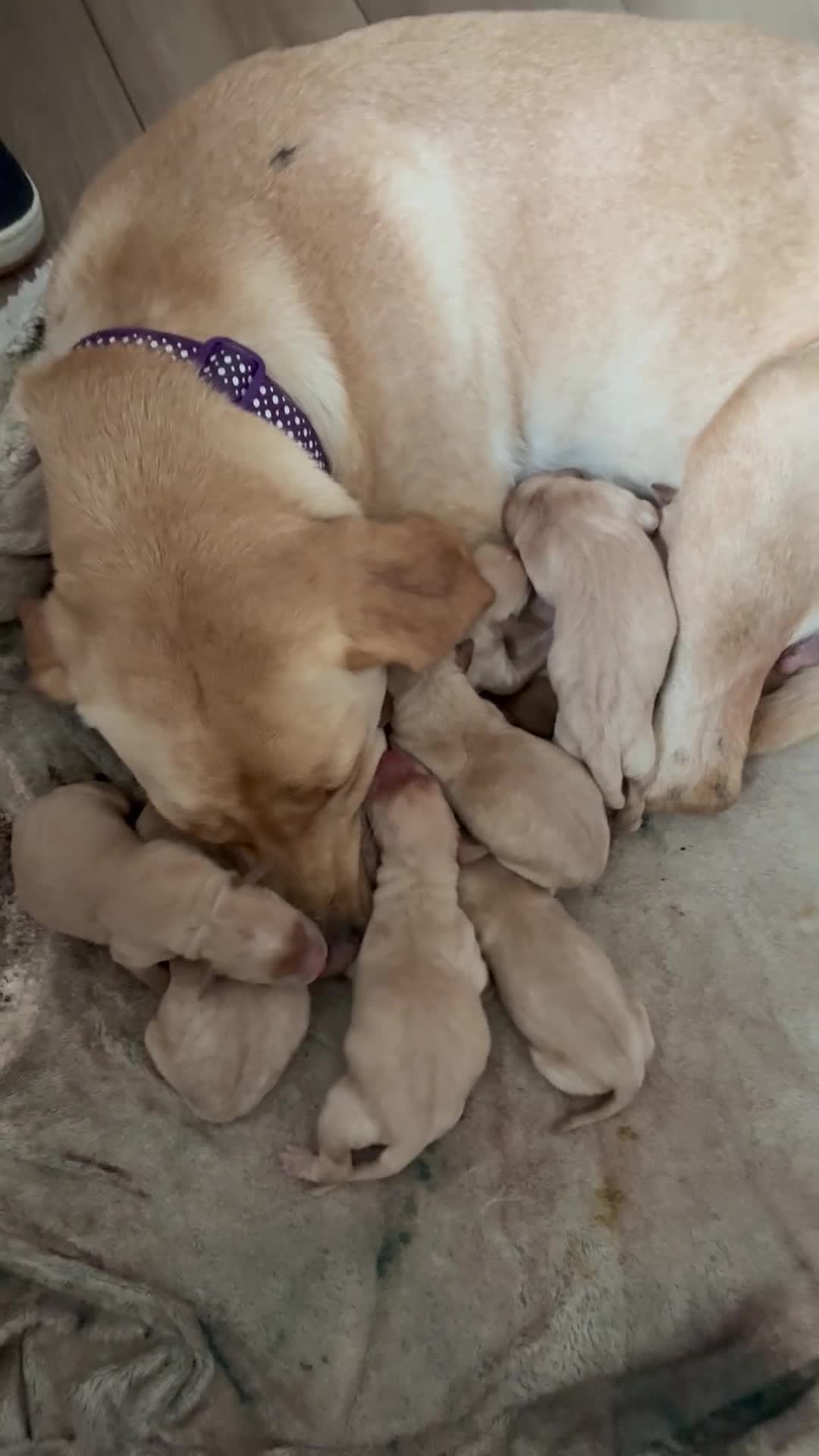 Labrador Retriever dogs for sale: Golden and Fox Red Labrador Retriever puppies - Video 1