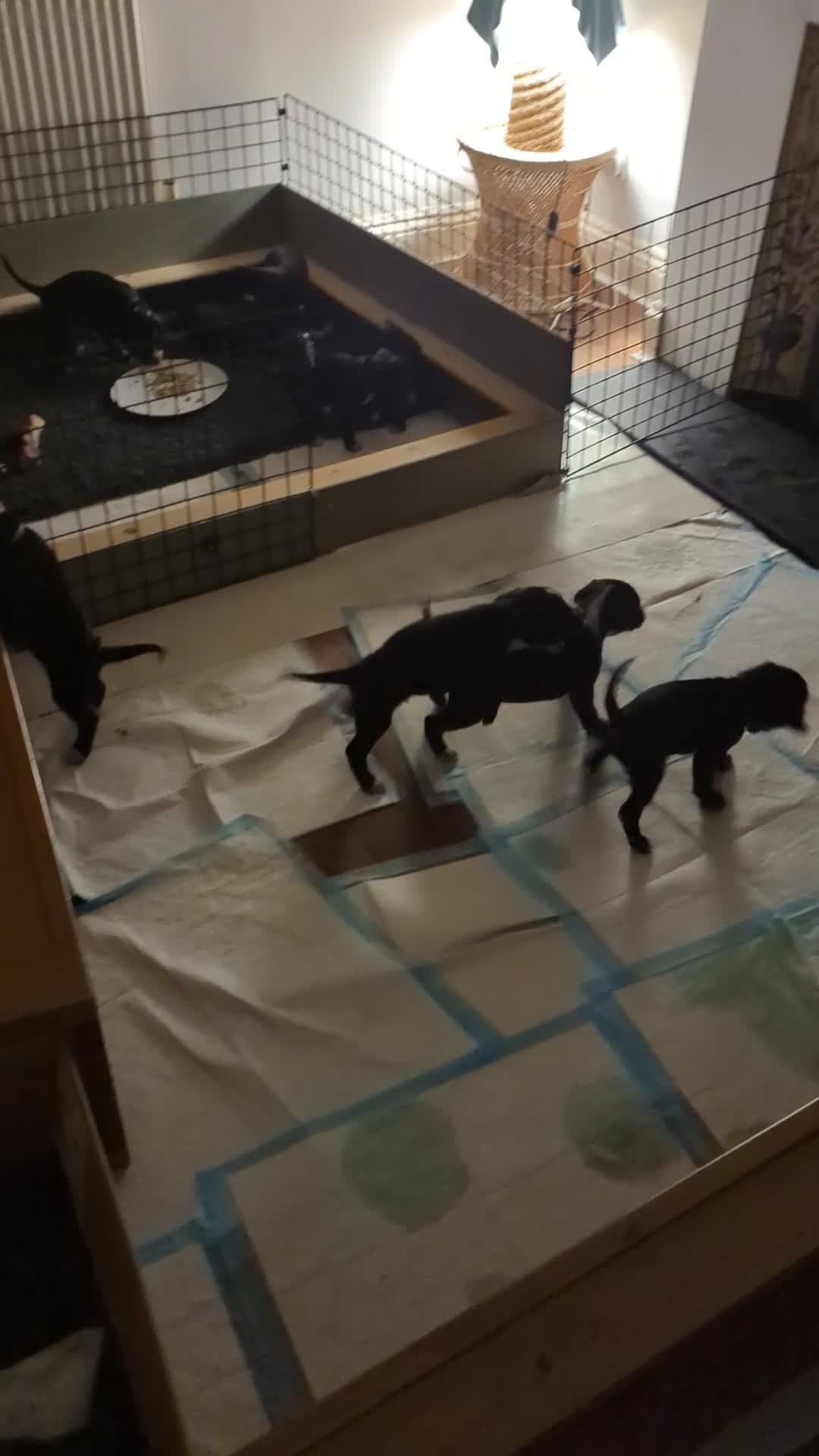 Mixed Breed dogs for sale: Only 2 Beautiful male Cockermatians left!!!! - Video 1