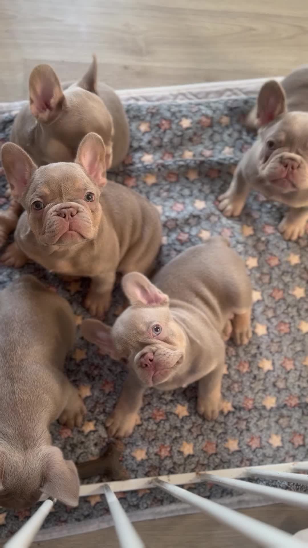 French Bulldog dogs for sale: Health Clear KC Registered French Bulldog Puppies - Video 1