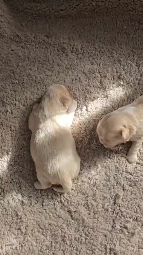 Shih Tzu dogs for sale: Imperial shih tzus 2 beautiful boys  - Video 1