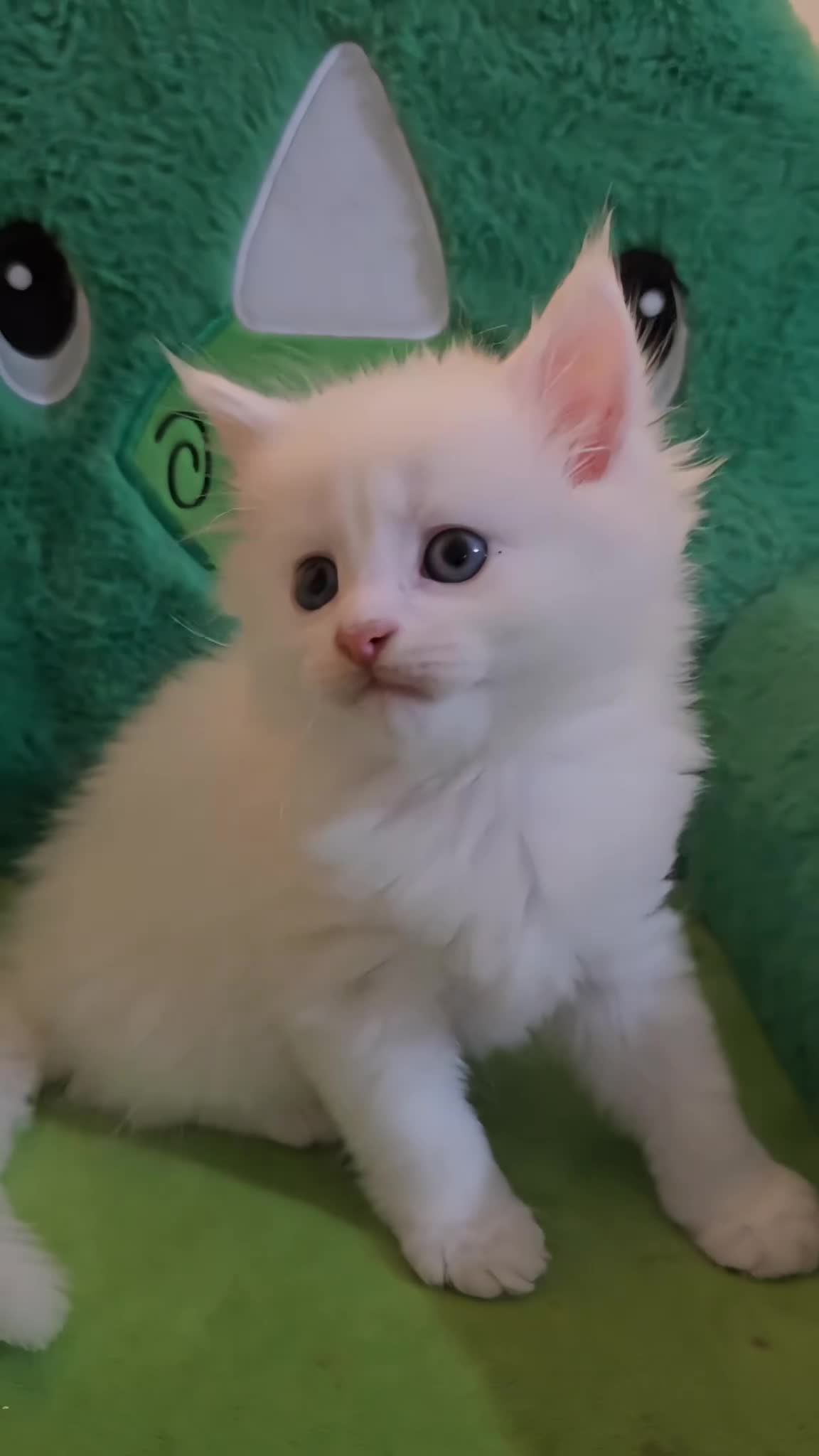 Mixed Breed cats for sale: Maine Coon Angora  - Video 2