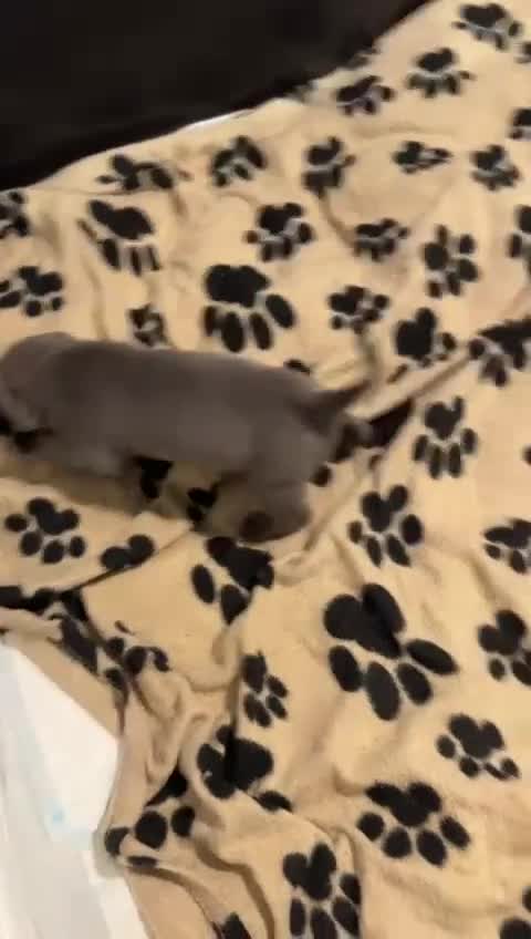 Staffordshire Bull Terrier dogs for sale: KC & DNA Tested Blue Staffordshire Bull Terriers - Video 1