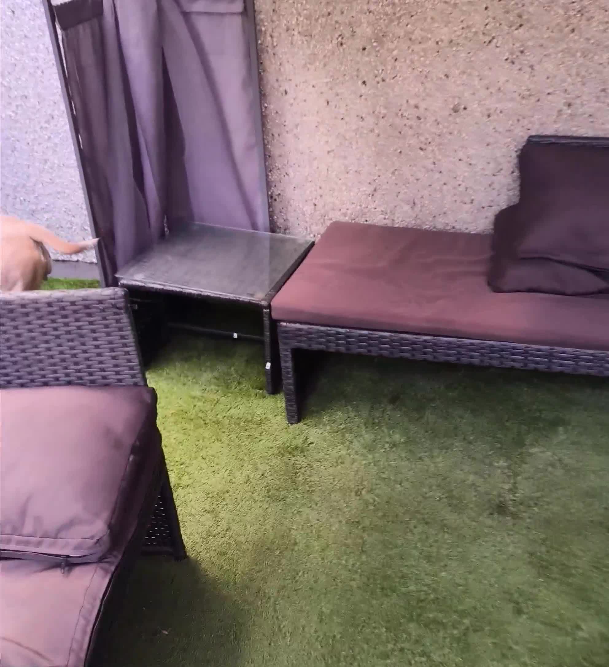 Mixed Breed dogs for sale: 3 year old pocket bully bereavement rehome - Video 1