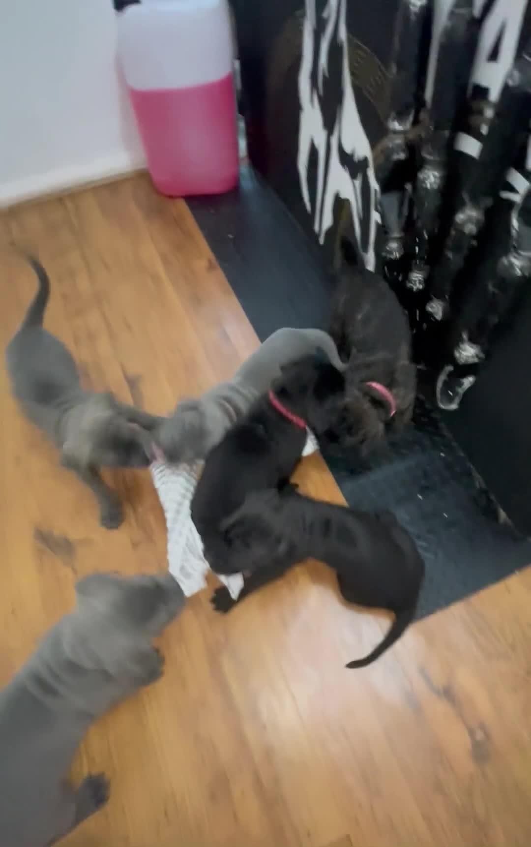 Cane Corso dogs for sale: Grand Champion Cane corso puppies - Video 1