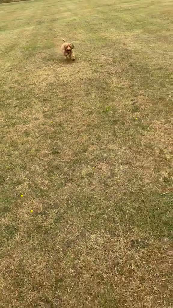 Cockapoo dogs for sale: 2 beautiful brothers - Video 2