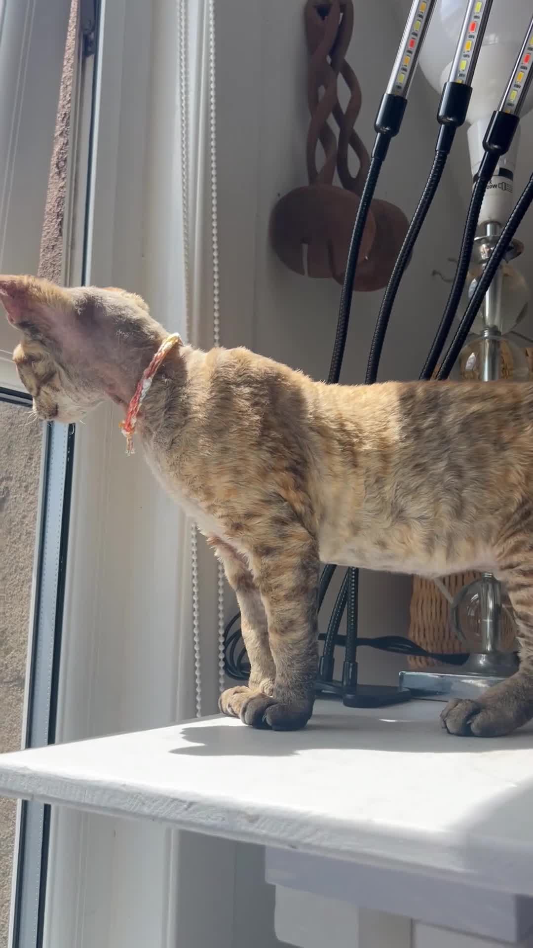 Devon Rex cats for sale: Our beautiful Devon Rex kittens are ready to move  - Video 2