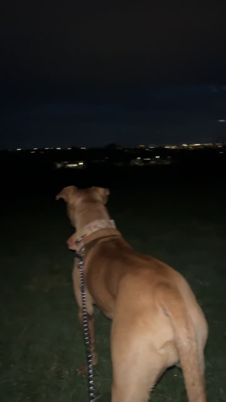 Mixed Breed dogs for sale: Buster  - Video 1