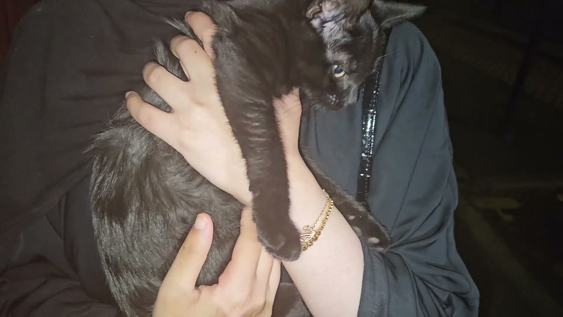 Mixed Breed cats for sale: 2 kittens  in London - Video 1