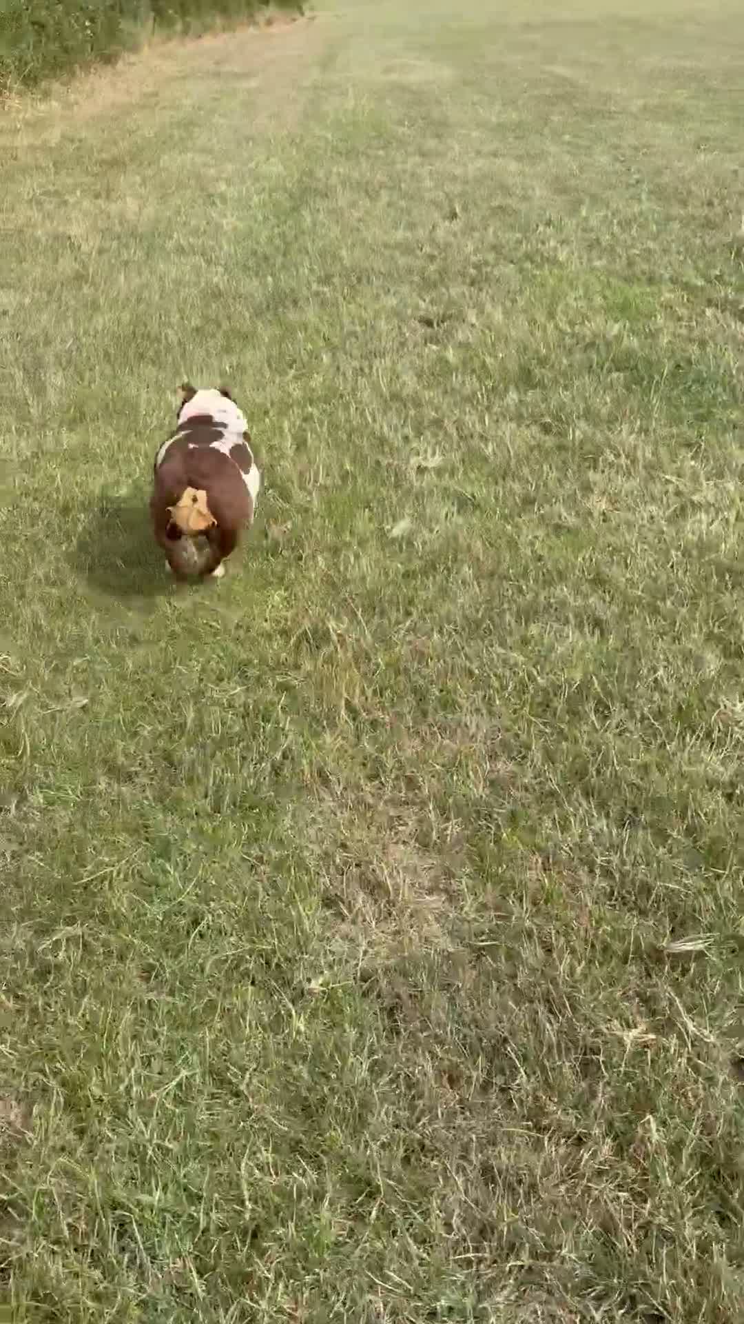English Bulldog dogs for sale: English bulldog in Swindon - Video 1