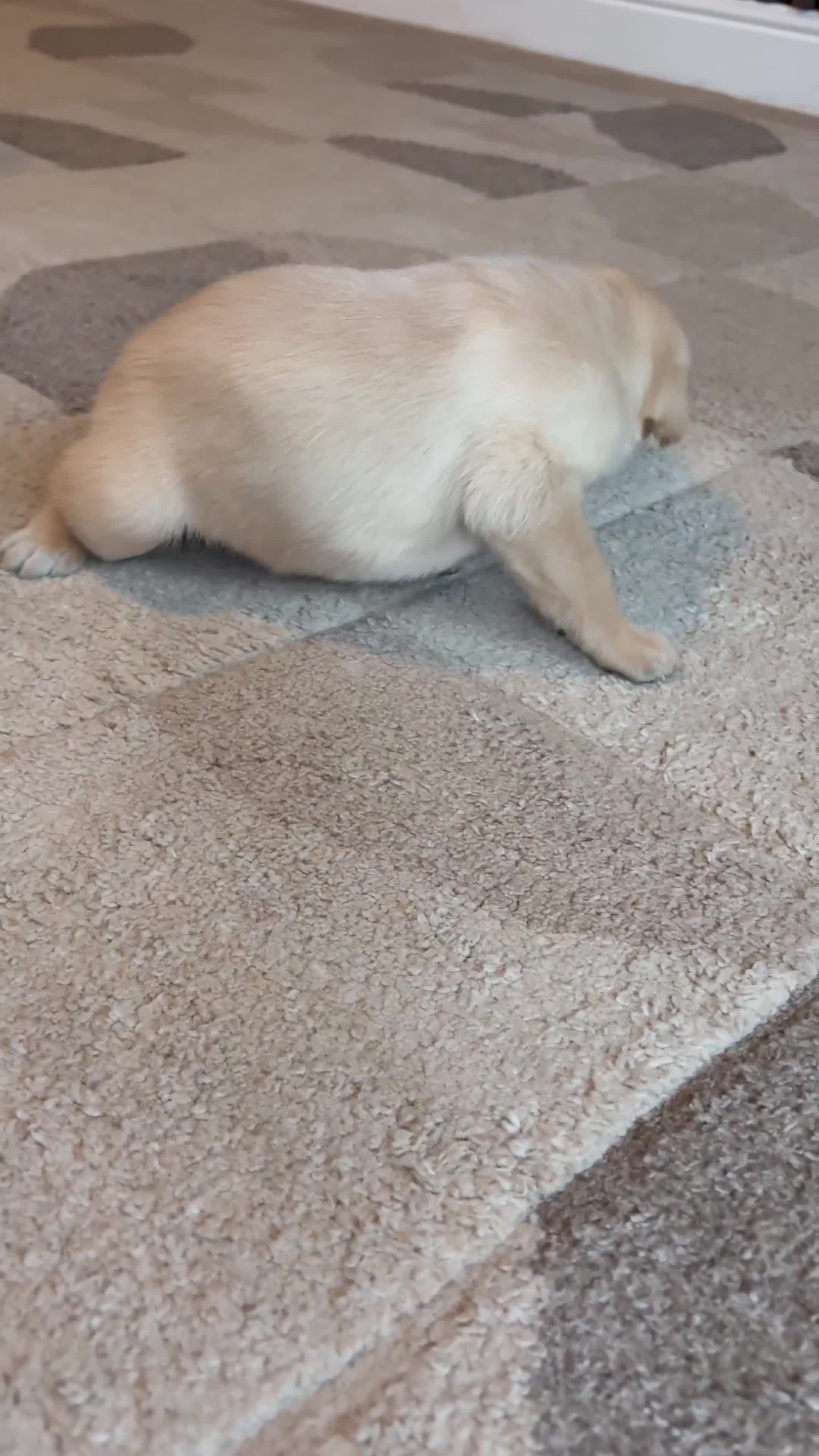 Labrador Retriever dogs for sale: KC Registered Labrador Puppies Ready 24th November - Video 3