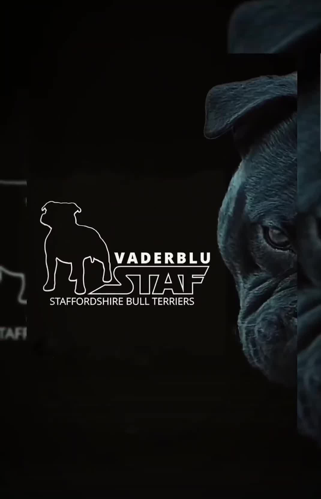 Staffordshire Bull Terrier dogs for stud: The one, the only.....Mr 'T'     (Blue🧬) - Video 4