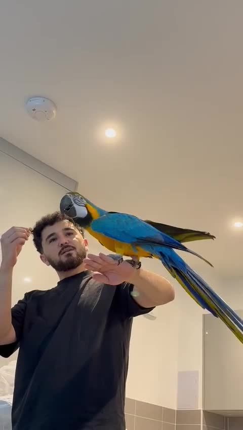 Macaws birds for sale: Beautiful blue and gold macaw Age 2  - Video 3