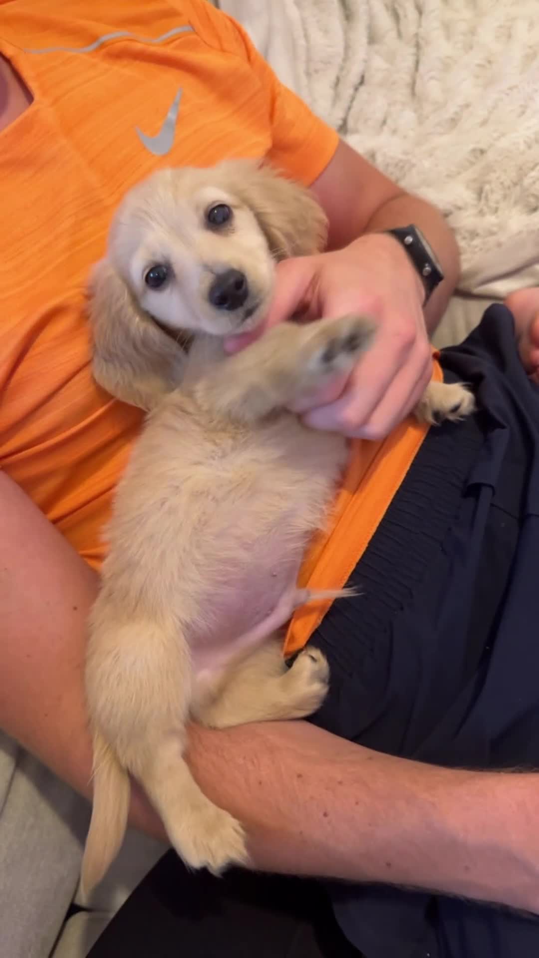 Miniature Dachshund dogs for sale: Kc English cream long haired miniature dachshund  - Video 1