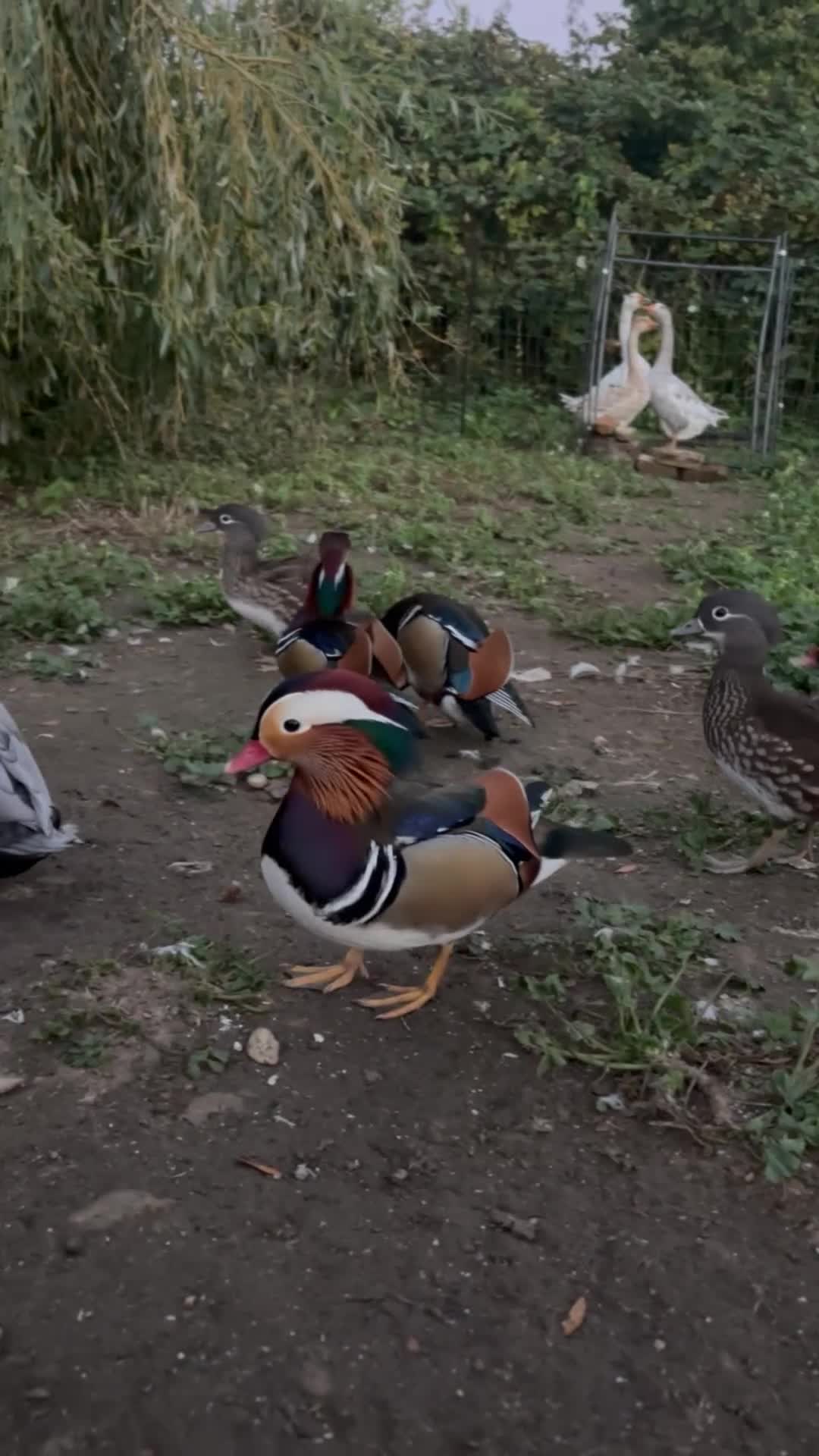 Mixed Breed birds for sale: Mandarin ducks - Video 1