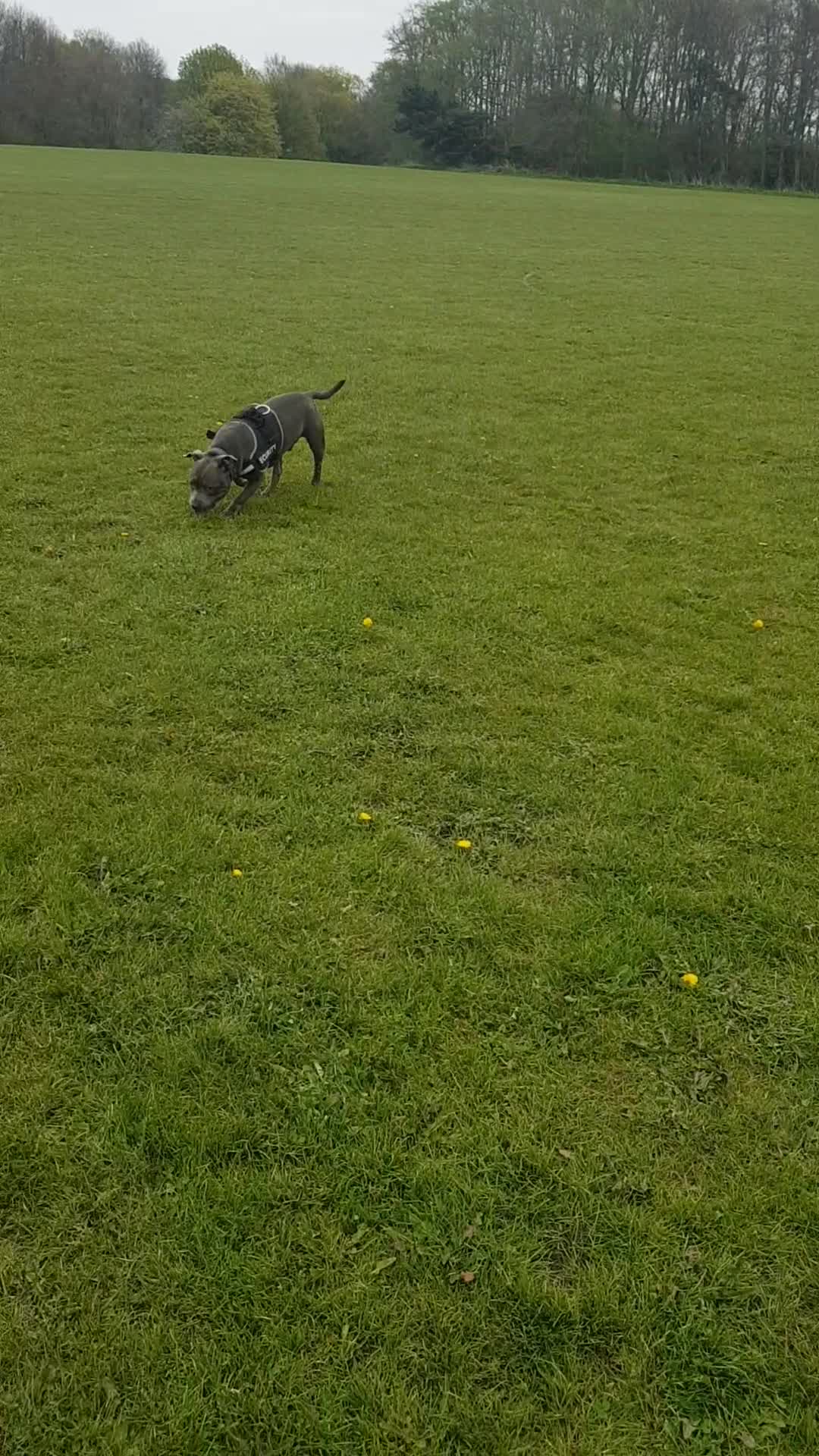 Staffordshire Bull Terrier dogs for stud: Meho stud dog - Video 1