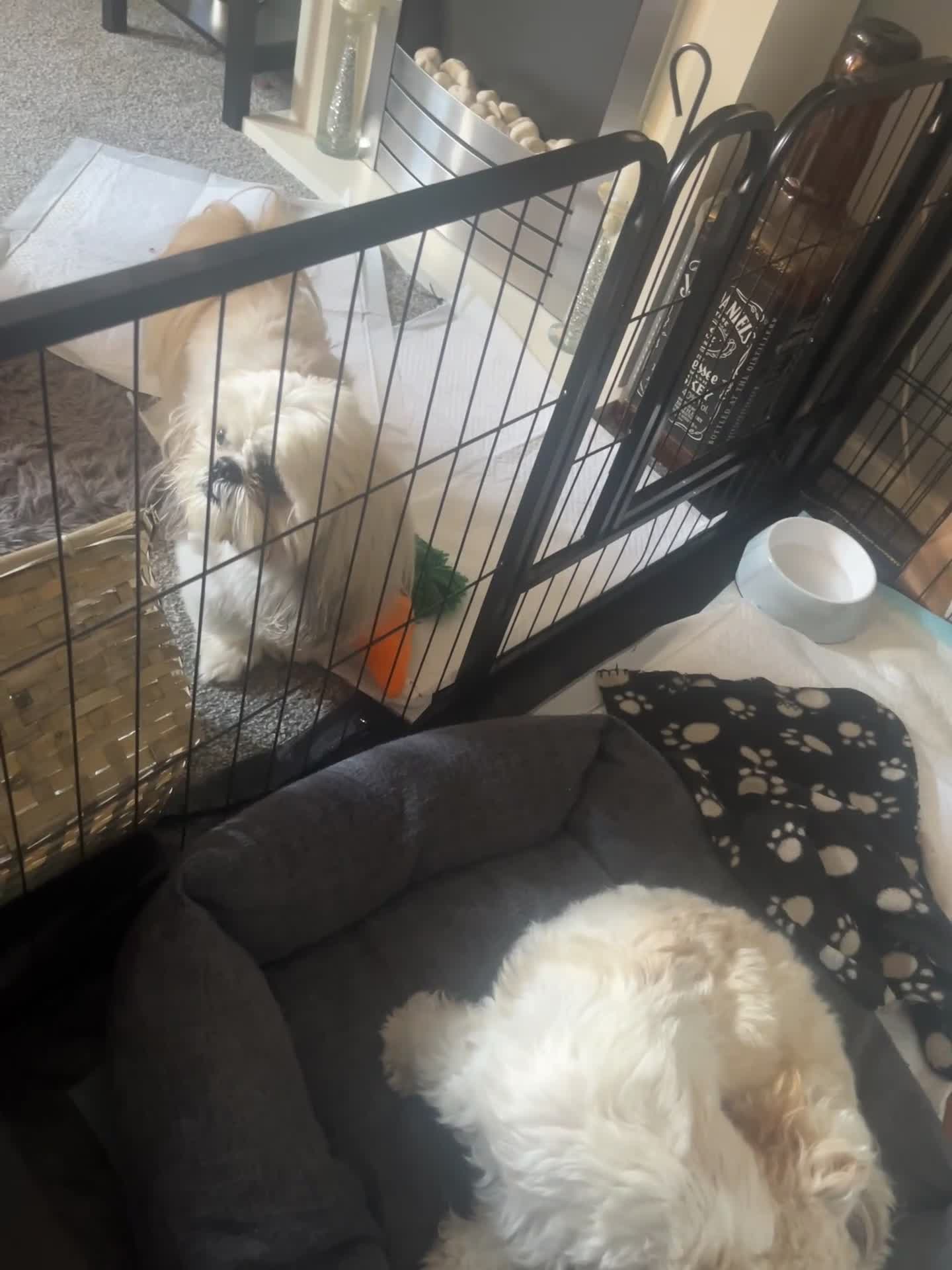 Malshi dogs for sale: 4 Shih tzu boys  - Video 1