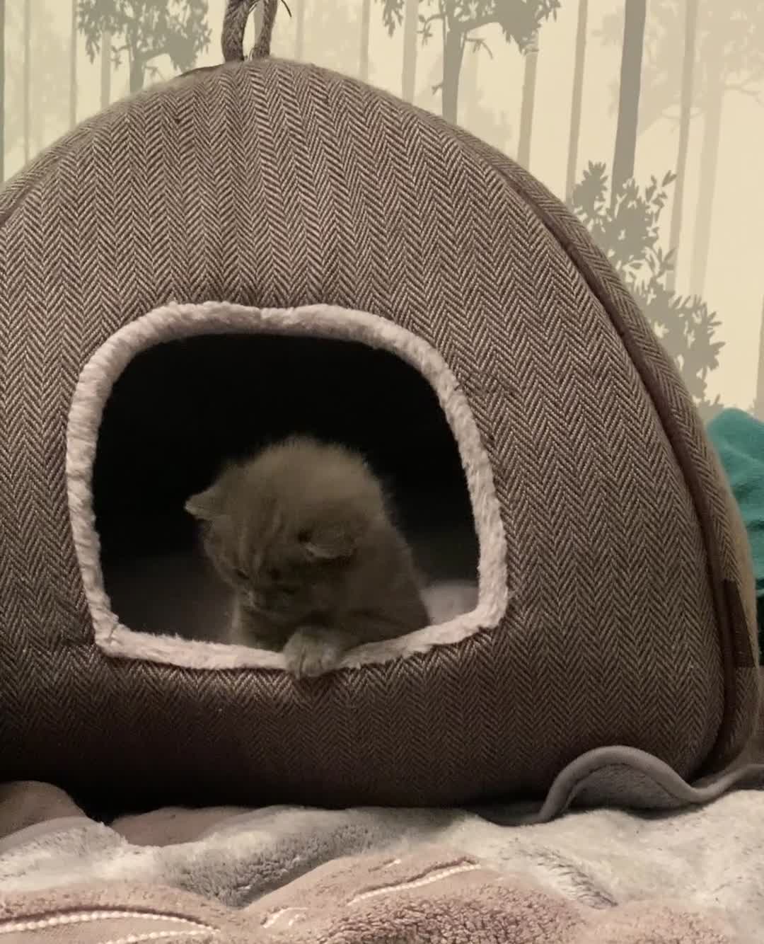 British Shorthair cats for sale: Gorgeous Pedigree British Blue Kittens - Video 4