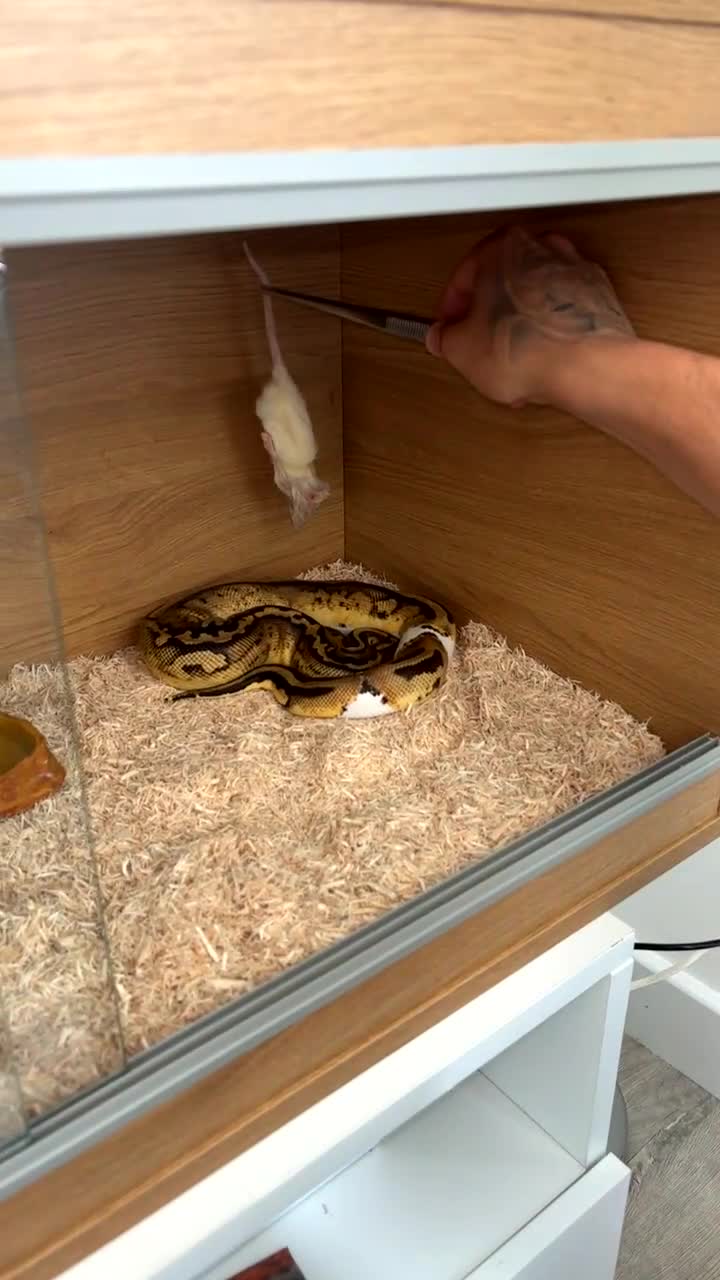 Python Snake reptiles for sale: Ball python  - Video 2