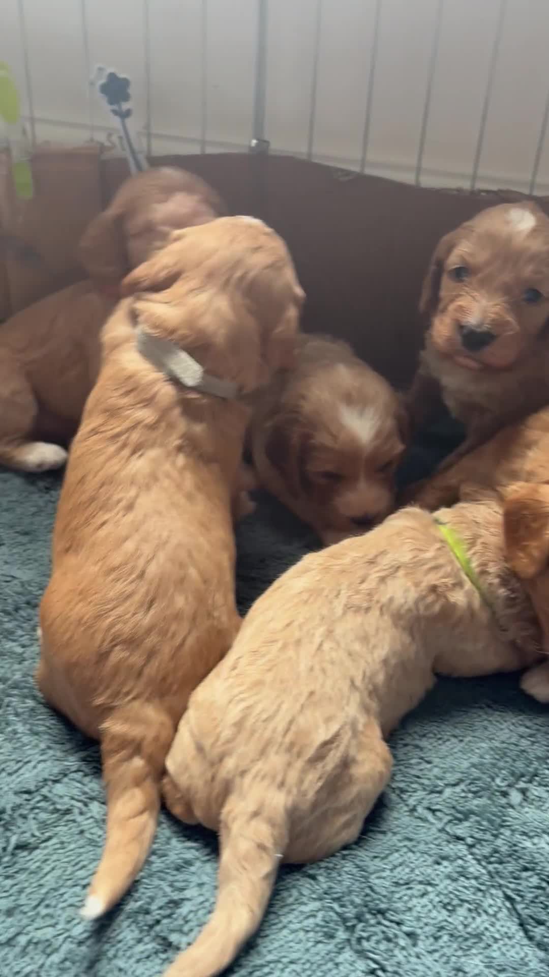 Sproodle dogs for sale: Beautiful Sprockerpoo pups 🐶  in Hull - Video 1