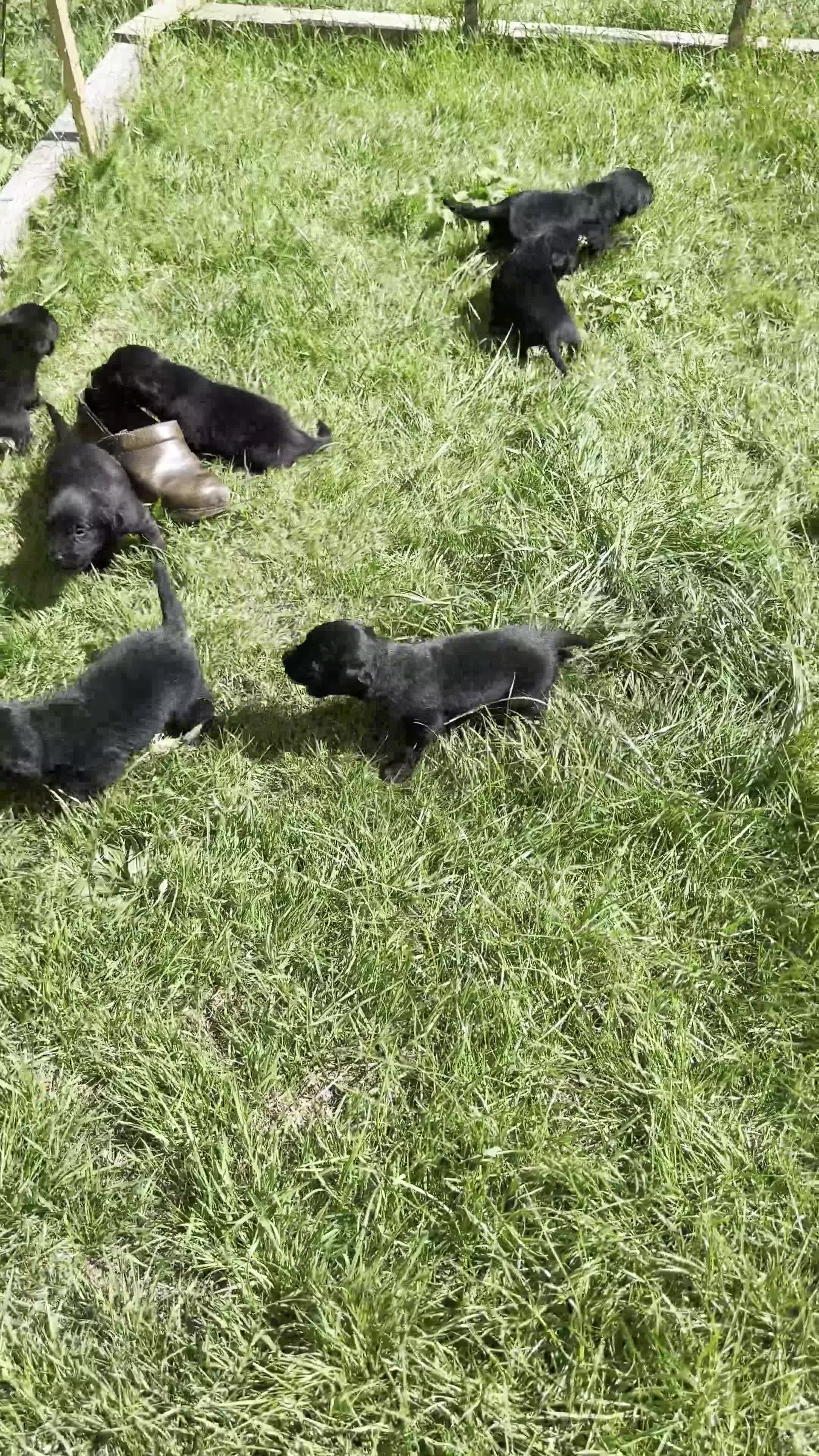 Mixed Breed dogs for sale: Labrador Spring crossed pups - Video 1