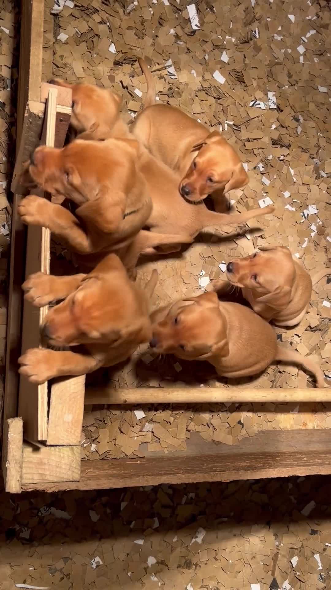 Labrador Retriever dogs for sale: Yellow/red Labrador puppies  - Video 1