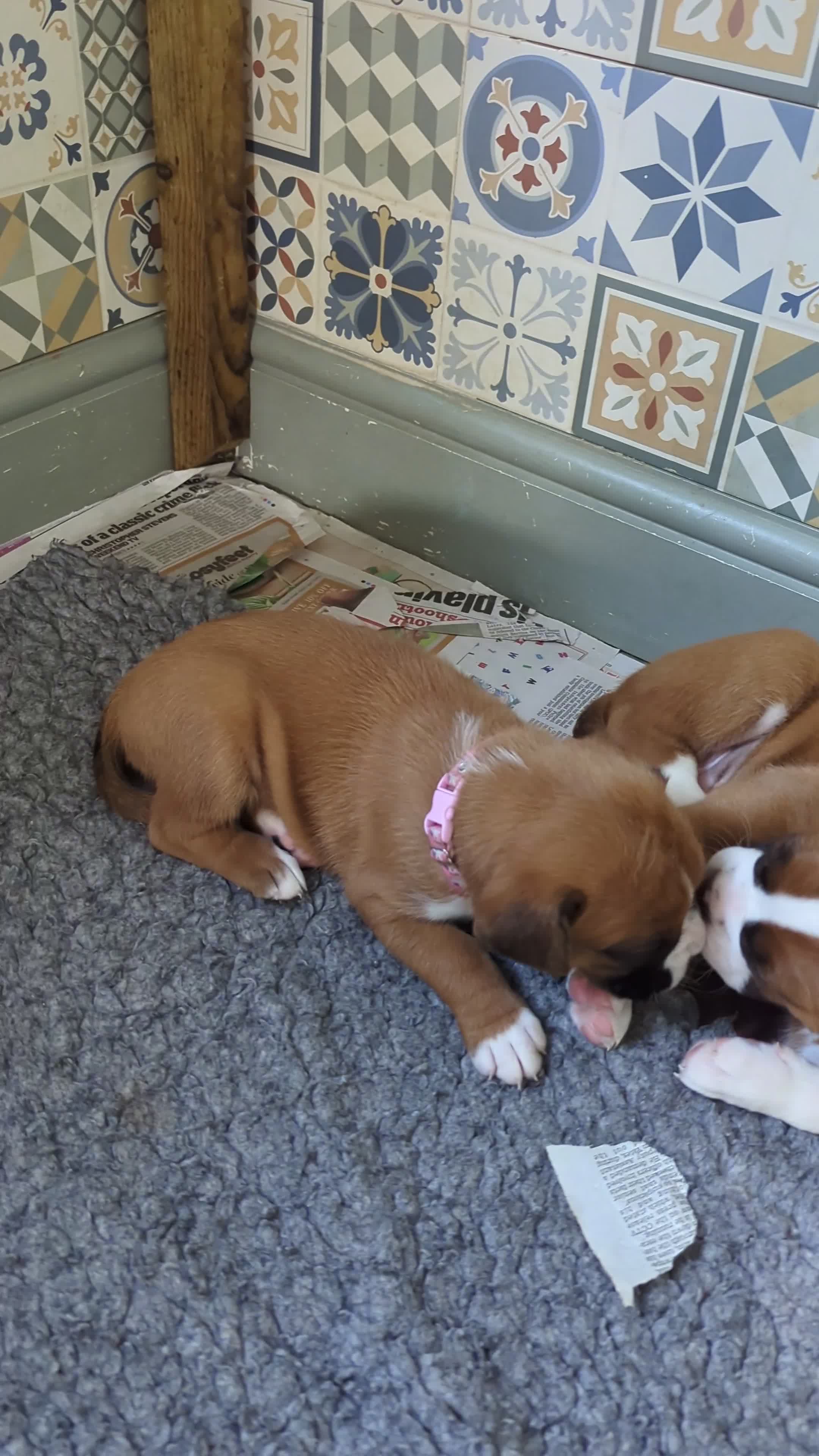Boxer dogs for sale: Zero heart score mum. Only one puppy left - Video 4