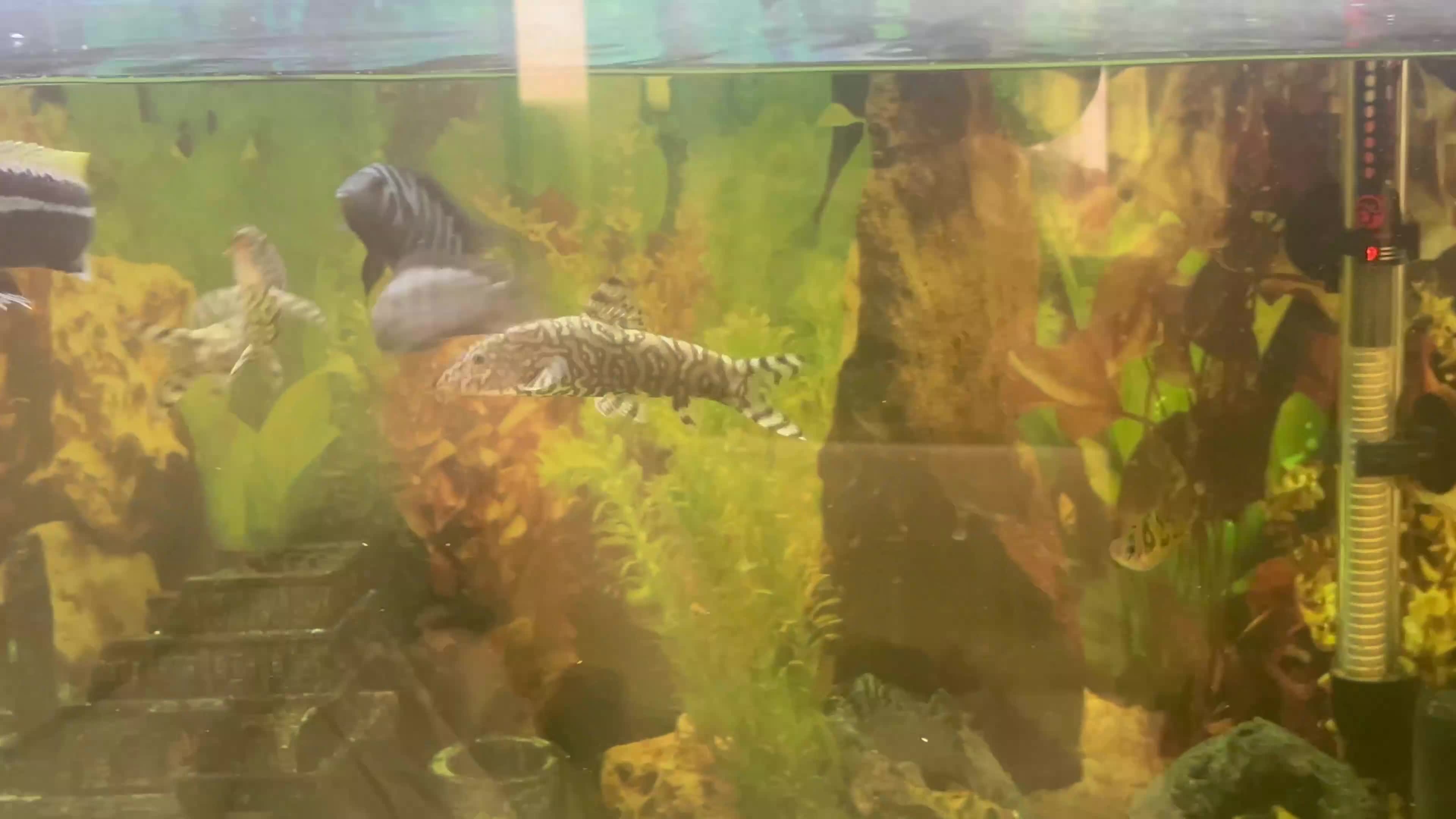 Live Bearers fish for sale: Mixed fish - Video 1