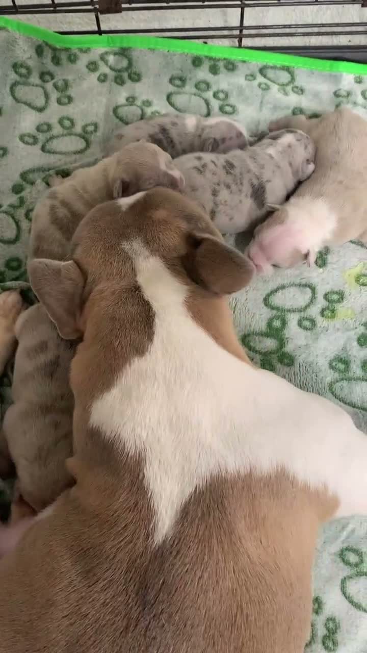 French Bulldog dogs for sale: Stunning French Bulldog puppies  - Video 1