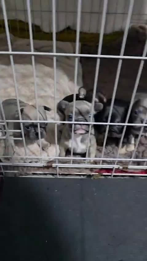 French Bulldog dogs for sale: French dog for sale  - Video 1