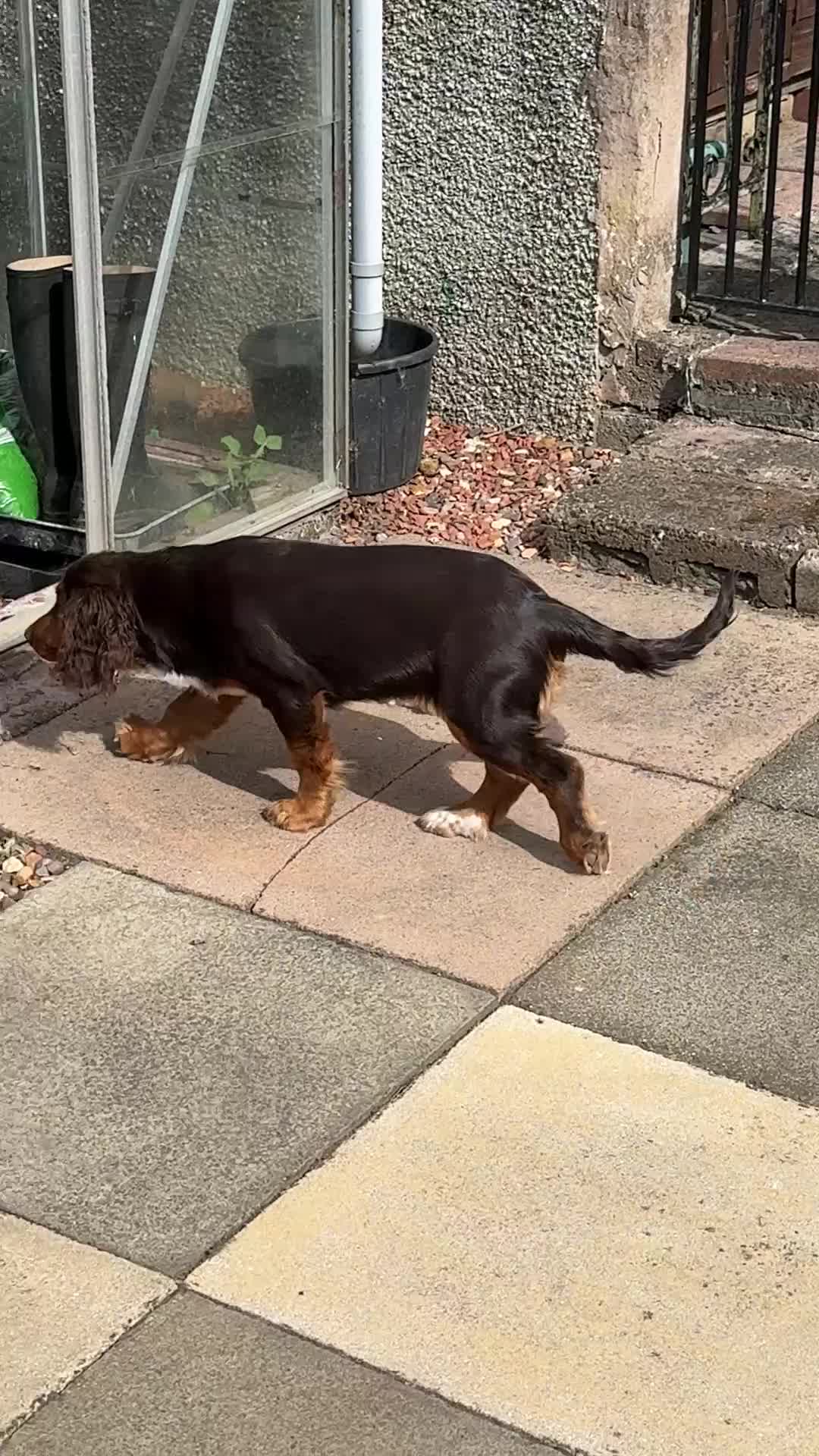 Mixed Breed dogs for sale: Absolutely Gorgeous “Clocker” Girl - Video 1