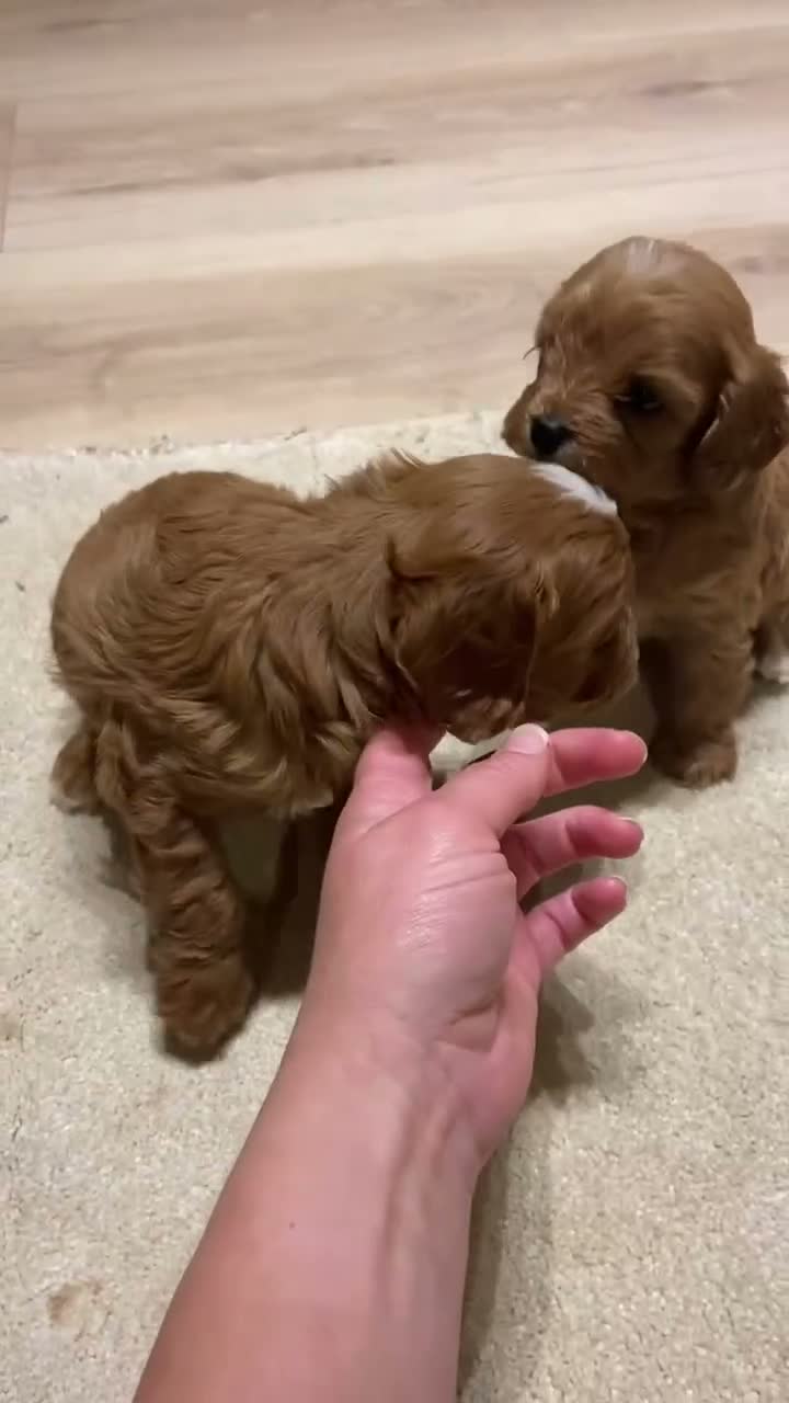Cavapoo dogs for sale: Cavapoo pups from HEALTH TESTED KC parents in Ashford - Video 2