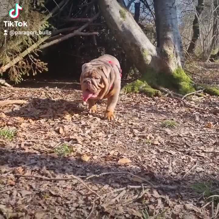 English Bulldog dogs for stud: Proven Full suit lilac and tan KC Bulldog for stud in Huddersfield - Video 2