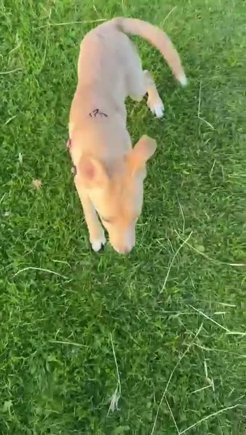 Mixed Breed dogs for adoption: Ruby  - Video 2