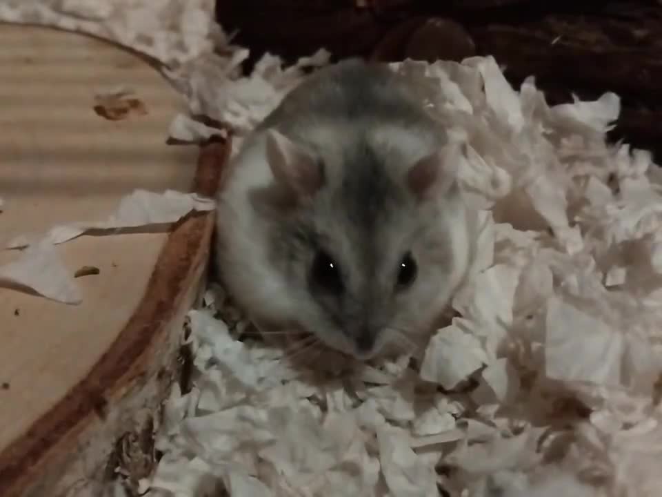 Hamster rodents for sale: 🐹Female Russian dwarf available for adoption🐹 - Video 1