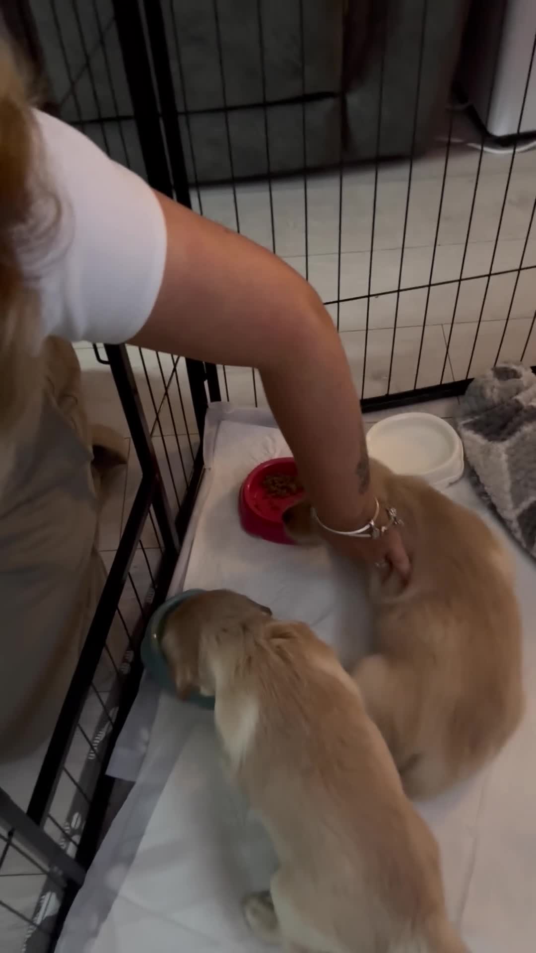 Golden Retriever dogs for sale: 🏡 2 Beautiful Male Golden Retriever Puppies - Video 2