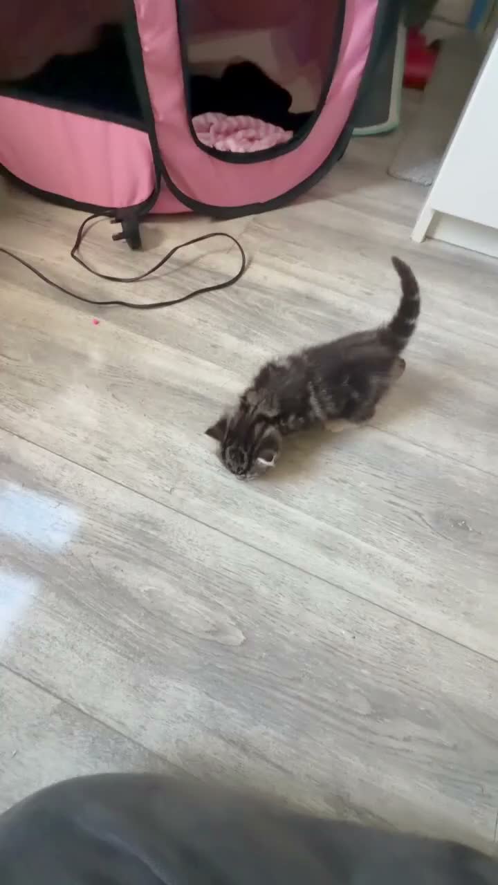 Mixed Breed cats for sale: Adorable Kittens Reserve Now – Ready in 4 Weeks! - Video 1