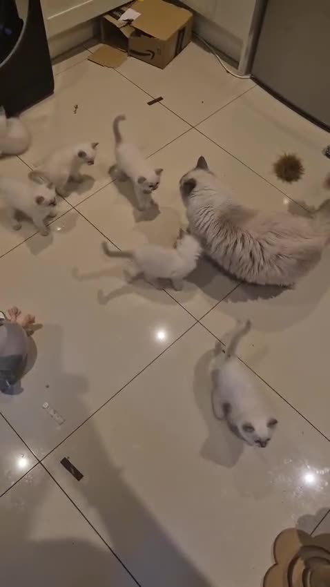 Ragdoll cats for sale: Blue Eyed Ragdolls FOR SALE - Video 1