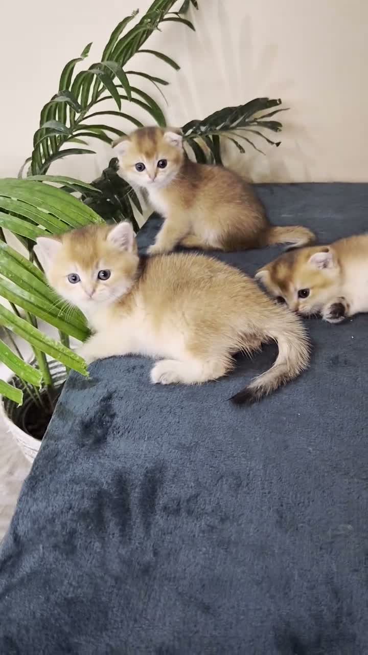 Scottish Fold cats for sale: Adorable Scottish kittens - Video 2