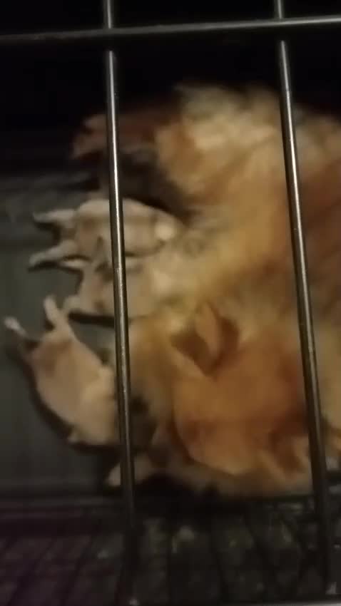 Pomeranian dogs for sale: Pomeranian  - Video 1