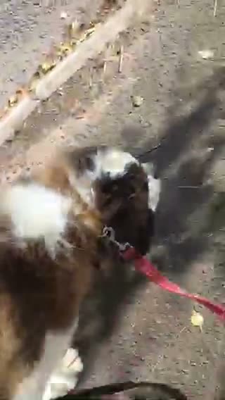 Saint Bernard dogs for sale: Rough Coated Pure St. Bernards - Video 4