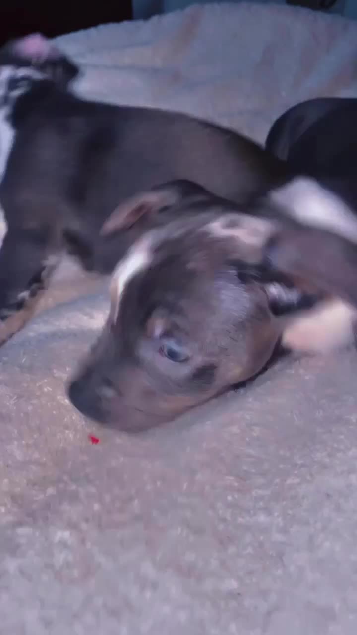 Mixed Breed dogs for sale: Frenchie/ dashund  - Video 4