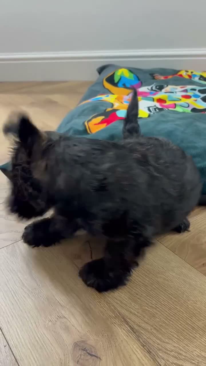 Scottish Terrier dogs for sale: Scottish terrier 1  Brindle boy ready to go  - Video 2