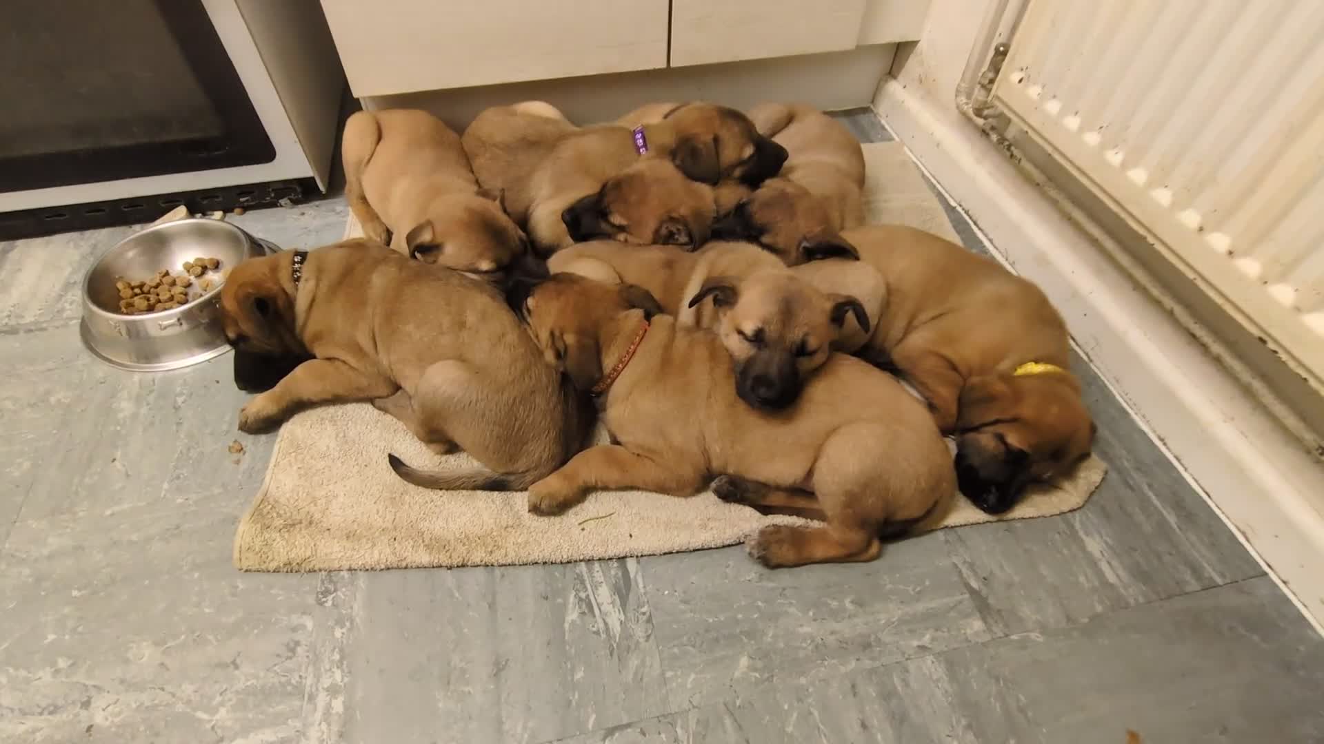 Belgian Shepherd Dog dogs for sale: Belgian Shepherd - Malinois  - Video 1