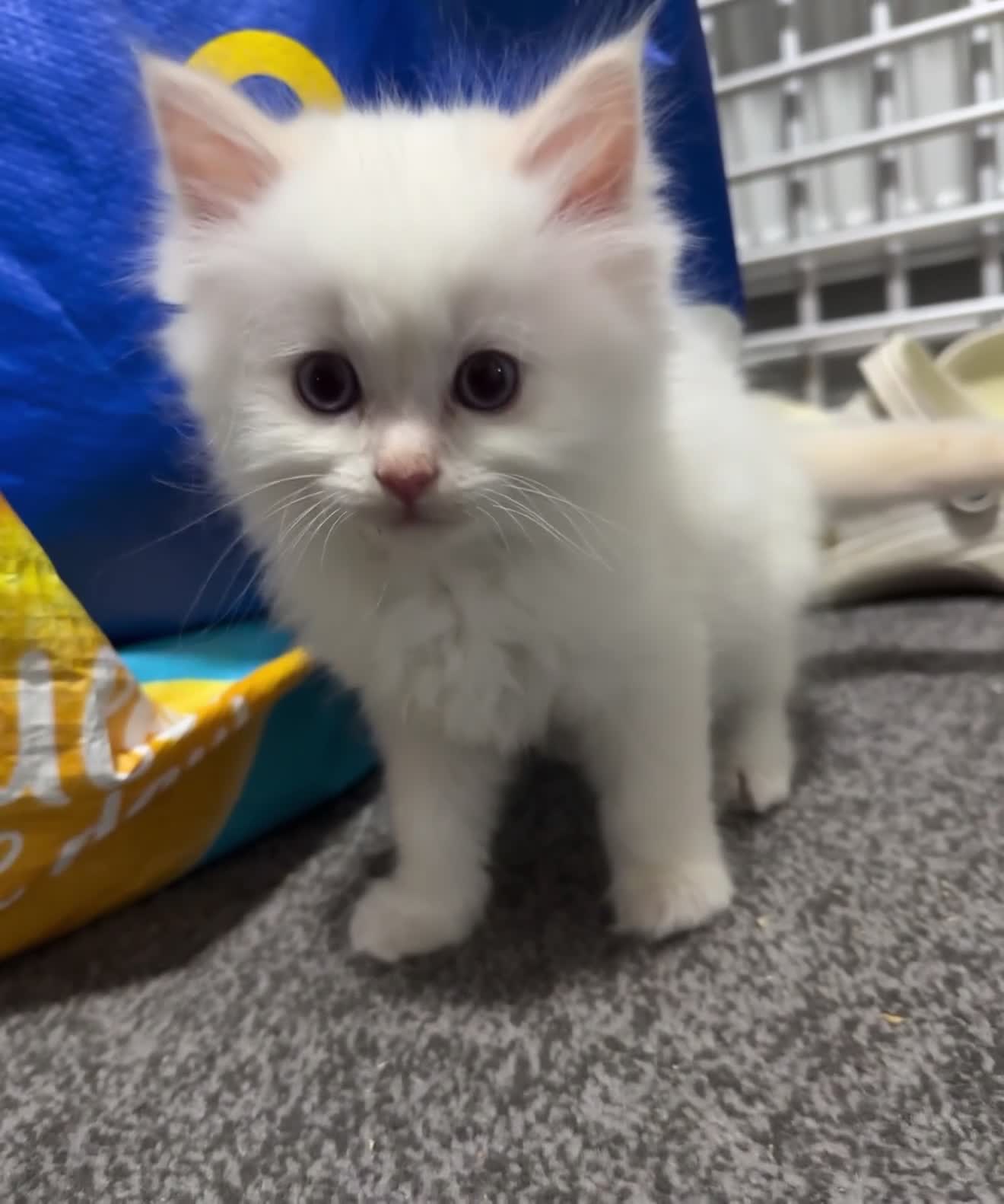Ragdoll cats for sale: Ragdoll kittens  - Video 1