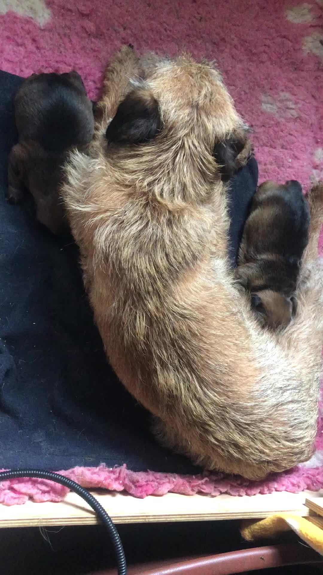 Border Terrier dogs for sale: FEMALE BORDER TERRIER PUPPY  CREDITS WORKI/SHOWING - Video 1
