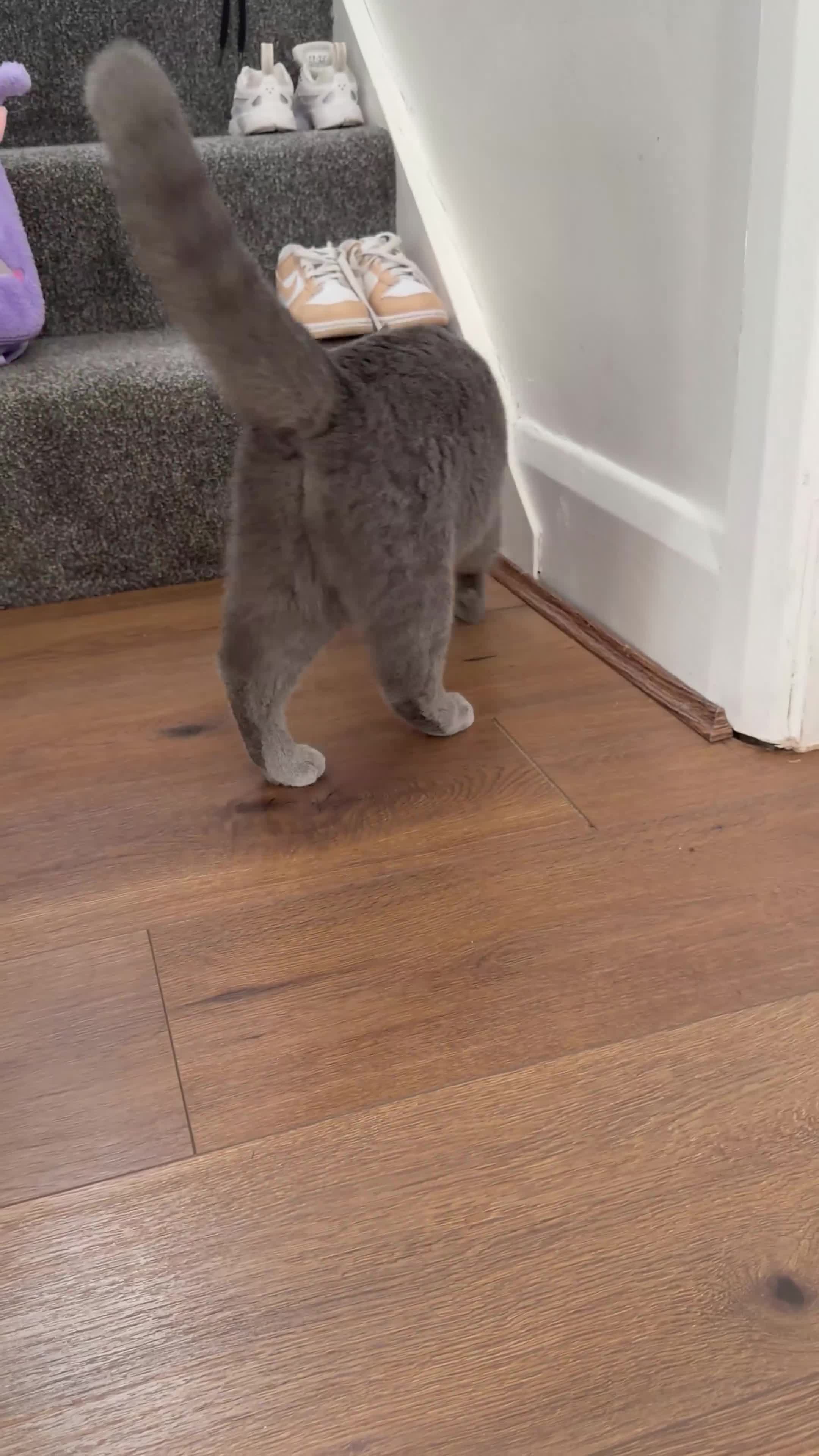 British Shorthair cats for sale: British shorthair cat for sale in Enfield - Video 1