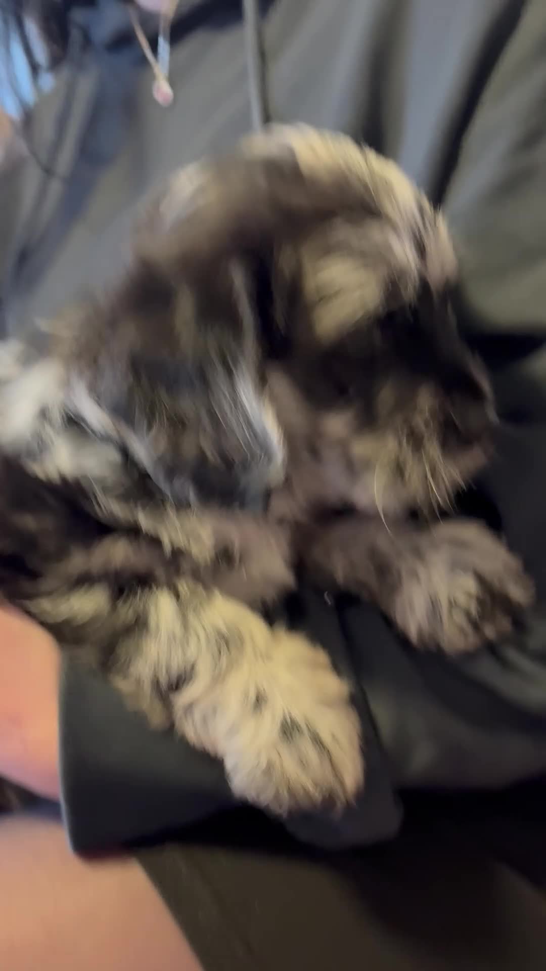 Labradoodle dogs for sale: Female F1 merle labradoodle  - Video 1