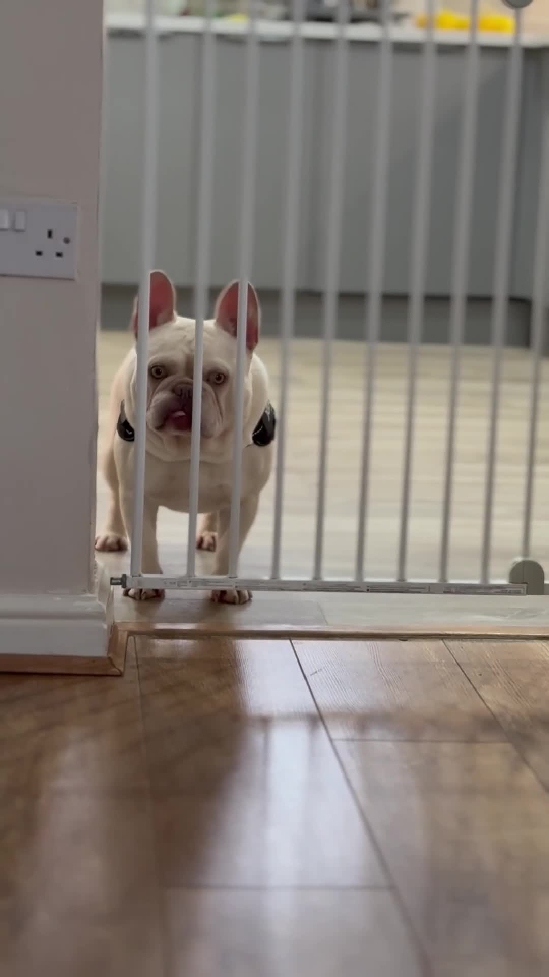 French Bulldog dogs for stud:  💥Amazing structure and quality! in Ebbw Vale - Video 5