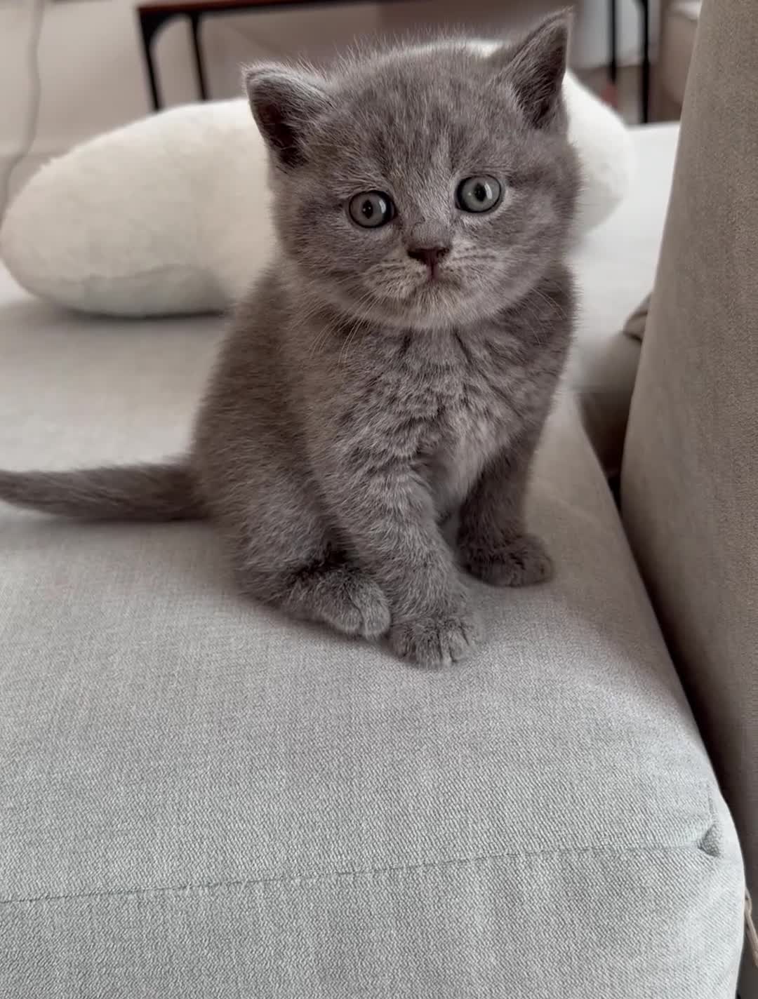 British Shorthair cats for sale: British Shorthair Kittens – Ready Now 🐾 - Video 1