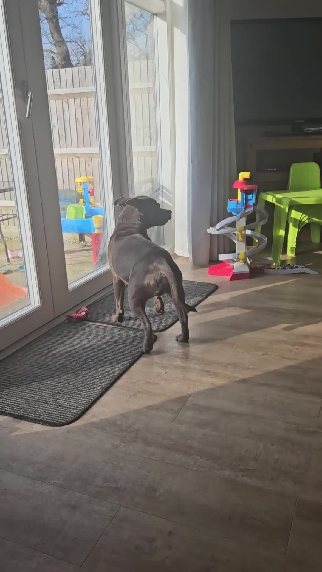 Staffordshire Bull Terrier dogs for stud: Blue staffie up for stud - Video 2
